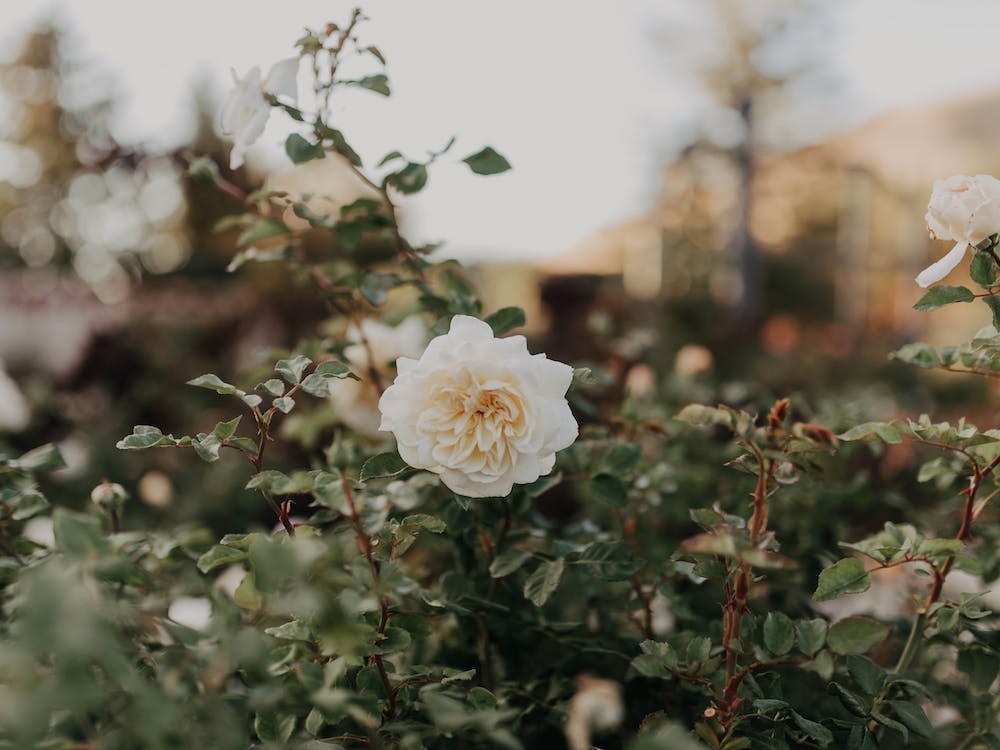 The Yellow Rose