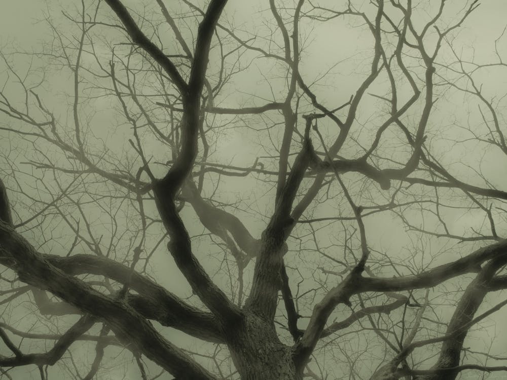 Bare Tree In The Fog