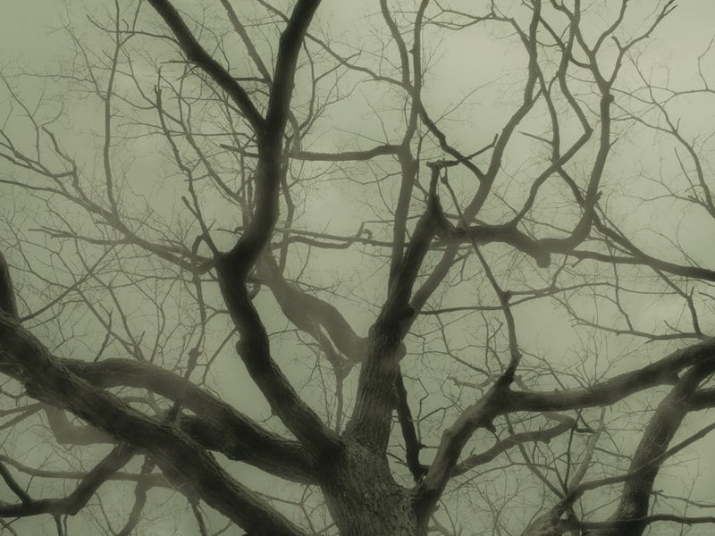 Bare Tree In The Fog
