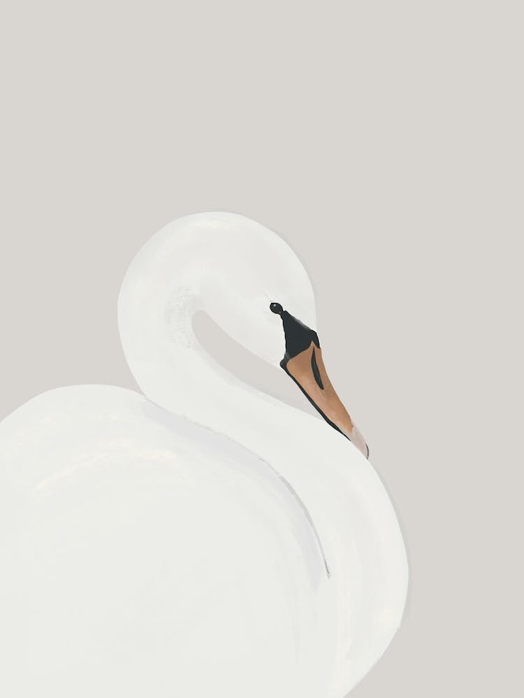 Weißer Schwan
