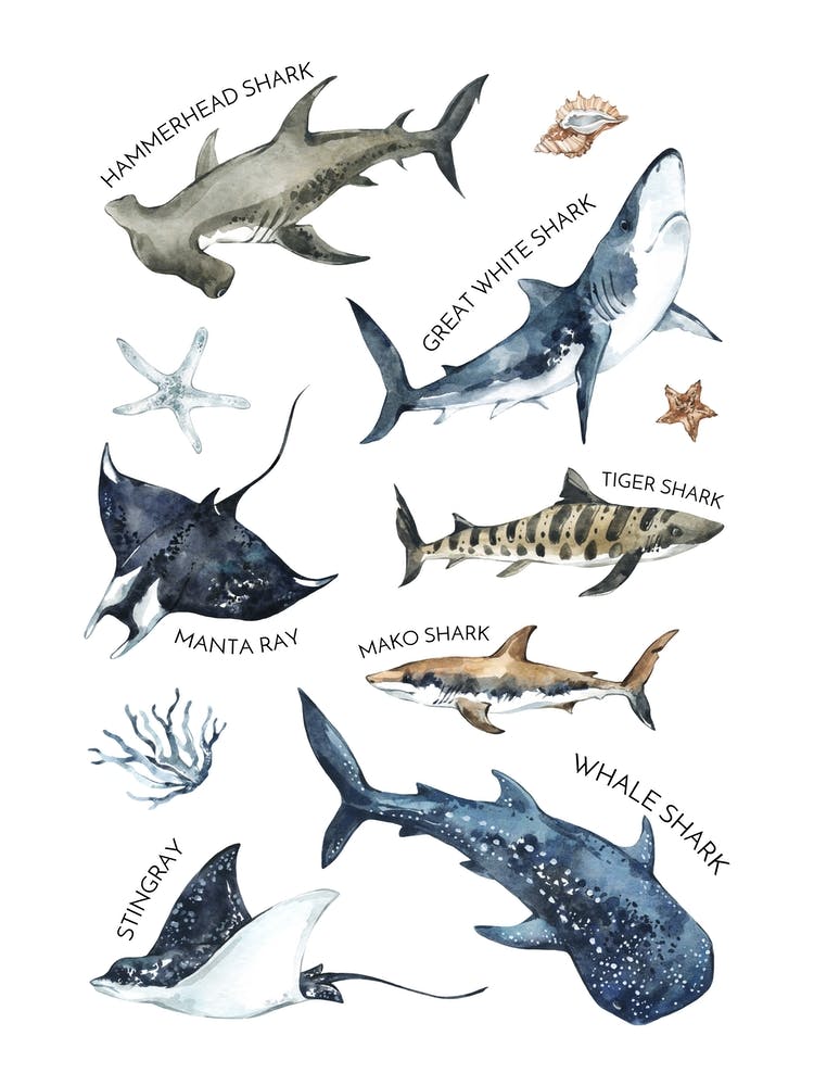 Shark Types