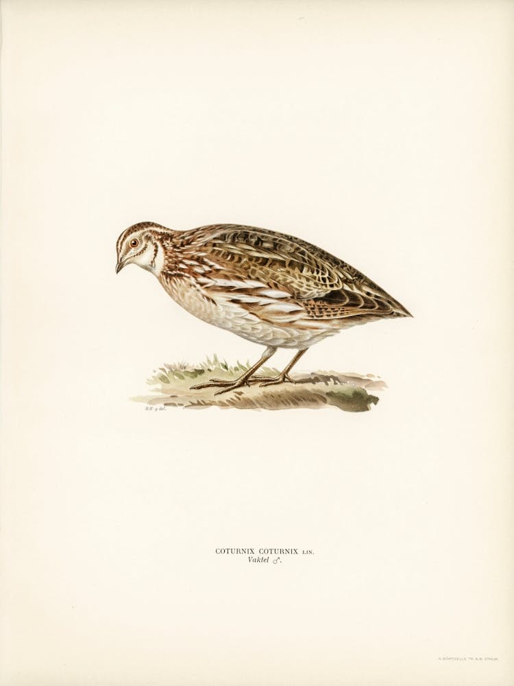 Common Quail, The Von Wright Brothers