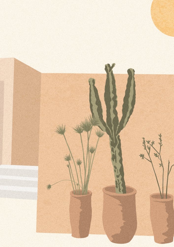 Cactus In Morocco