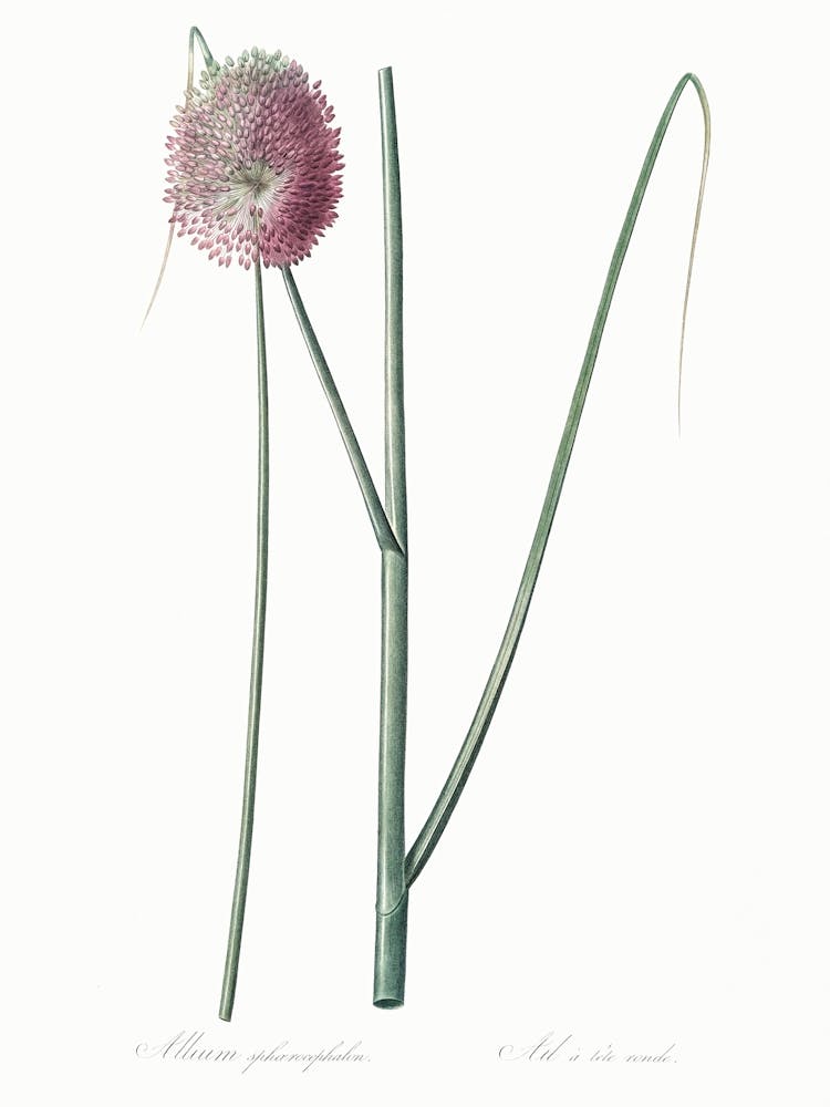 Round Headed Leek Illustration From Les Liliacées (1805), Pierre Joseph Redoute