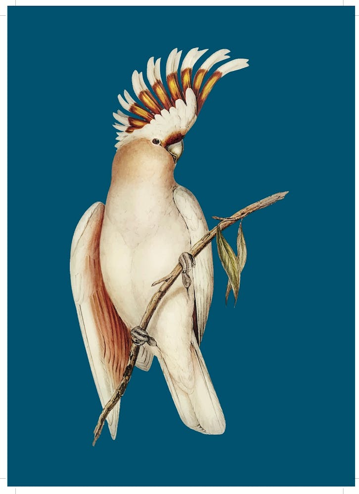 Cockatoo - Teal