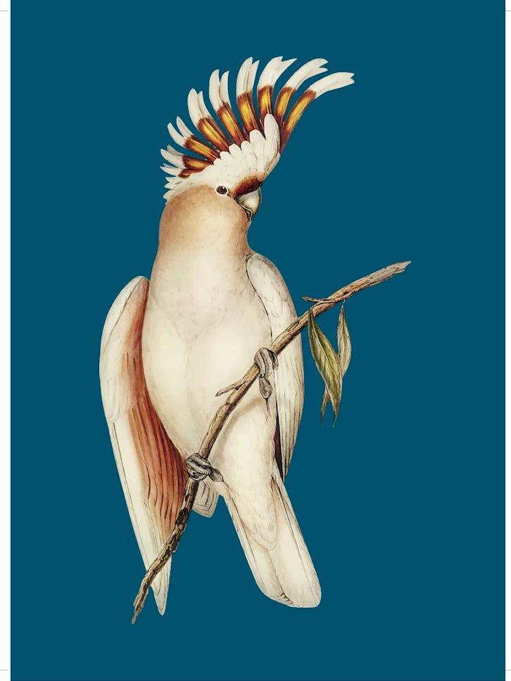 Cockatoo - Teal