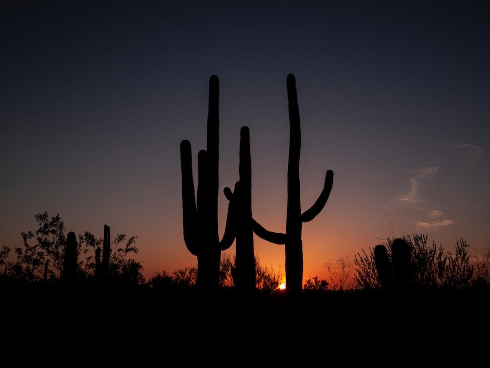 Saguaro Cacti At Sunset Outside Tucson Arizona
