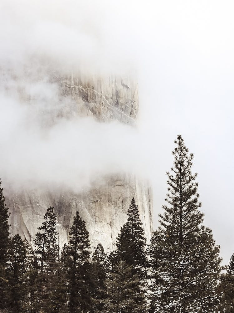Foggy Mountain Trees