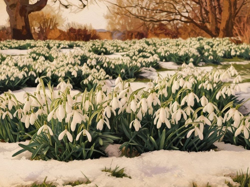 February Snowdrop Blooms - Winter Floral