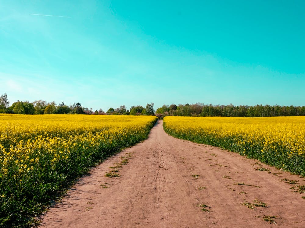 Canola Fields Under The Sun 02