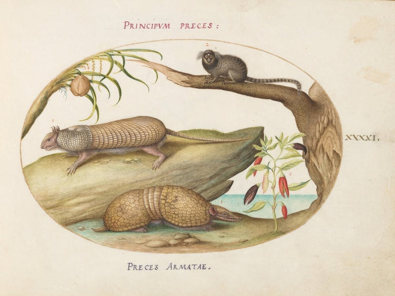 Animalia Qvadrvpedia Et Reptilia, Joris Hoefnagel