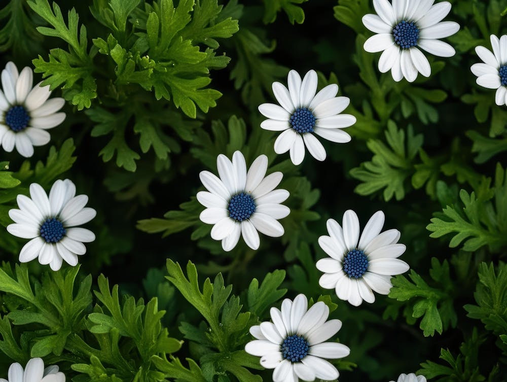 White Daisies