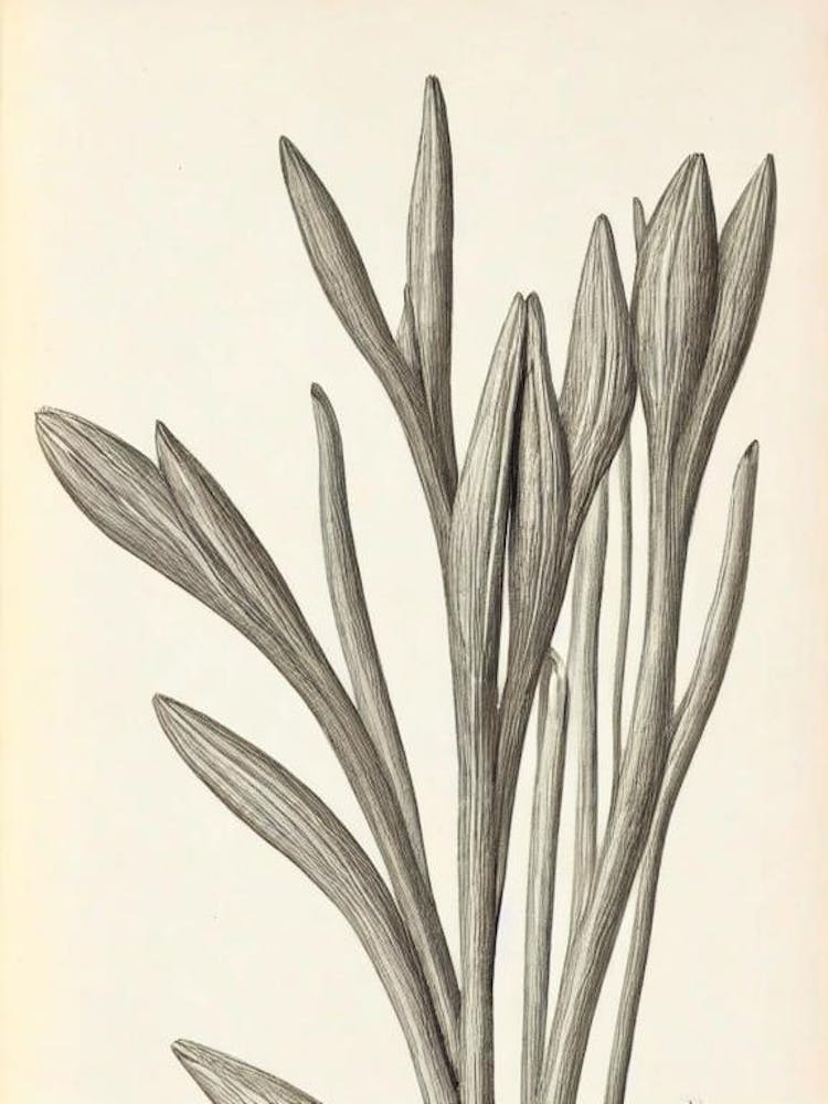 Crocus Vintage Botanical 2 Flower