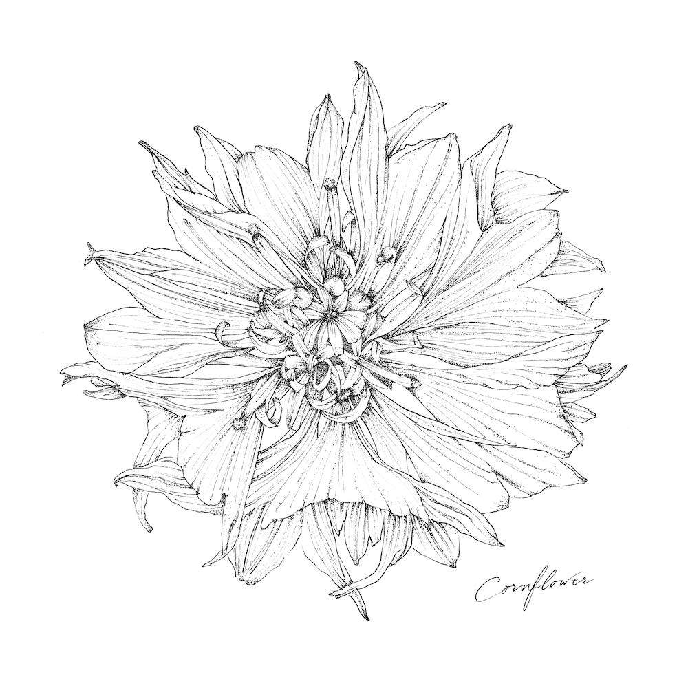 Cornflower 2