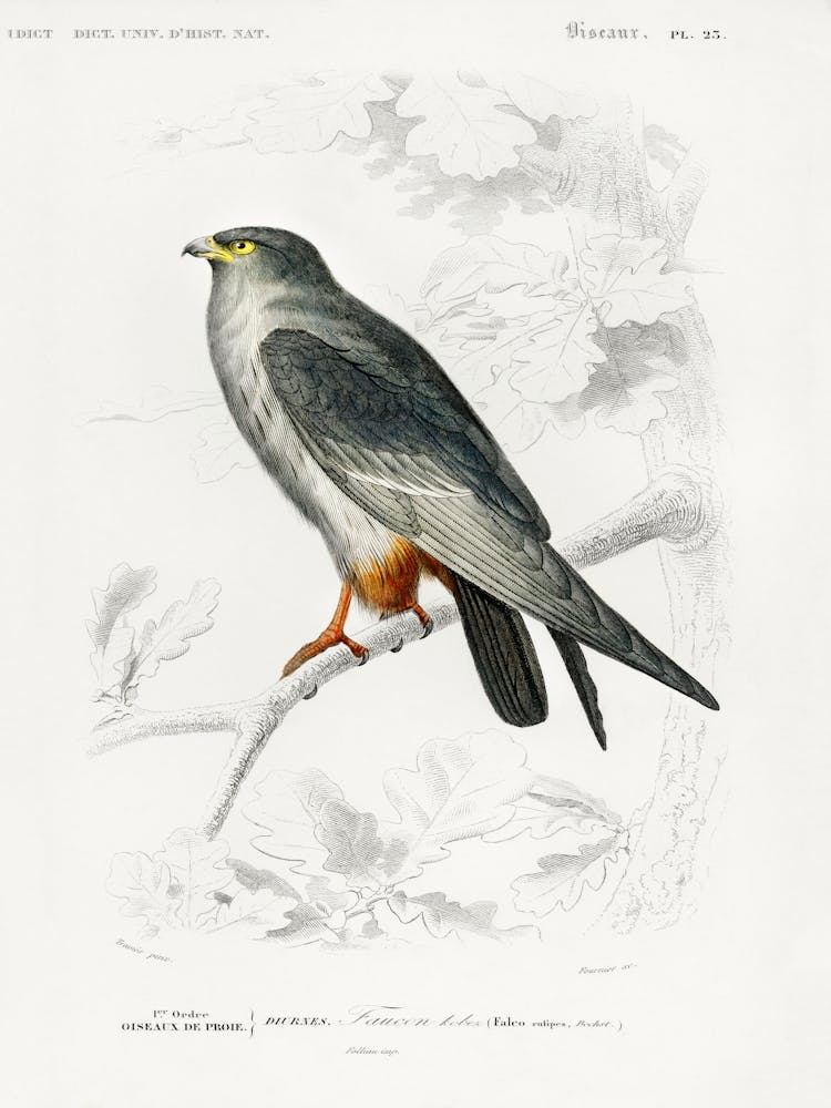 Rötelfalke (Falco Rufipes), Charles Dessalines D' Orbigny