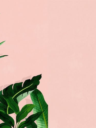 Take Me To The Tropics