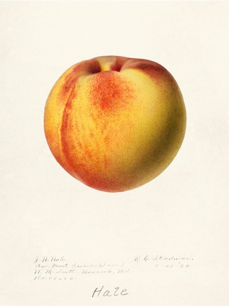 Pfirsich, Royal Charles Steadman