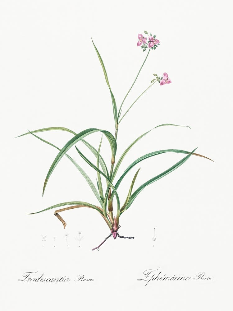 Spiderwort Illustration From Les Liliacées (1805), Pierre Joseph Redoute