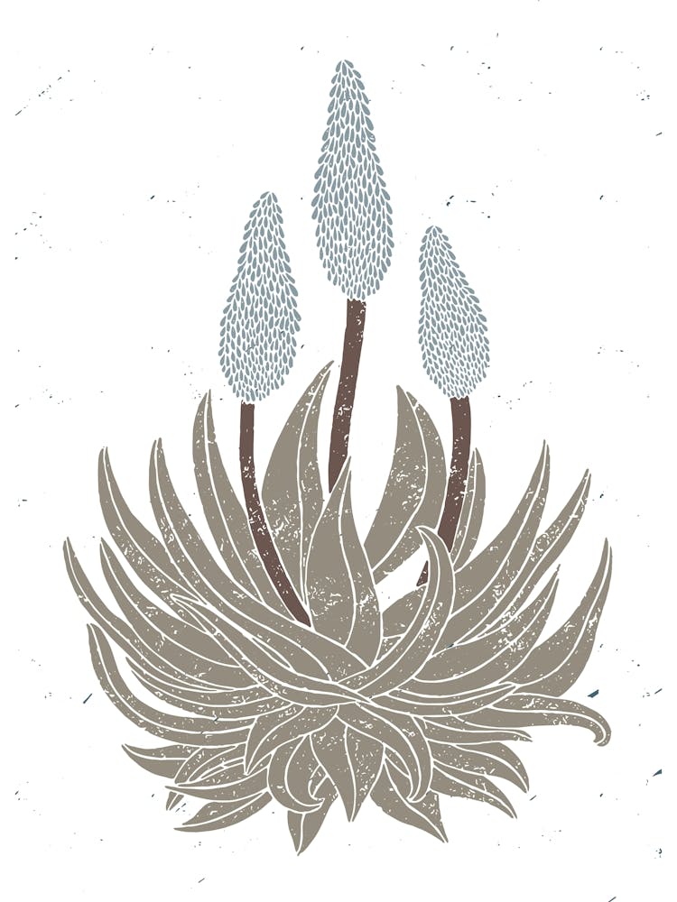 South African Aloe Plant