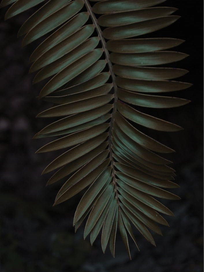 Cycad
