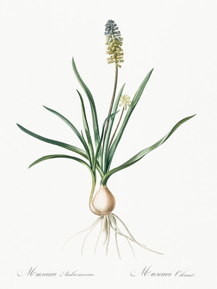 Muscari Ambrosiacum Illustration From Les Liliacées (1805), Pierre Joseph Redoute
