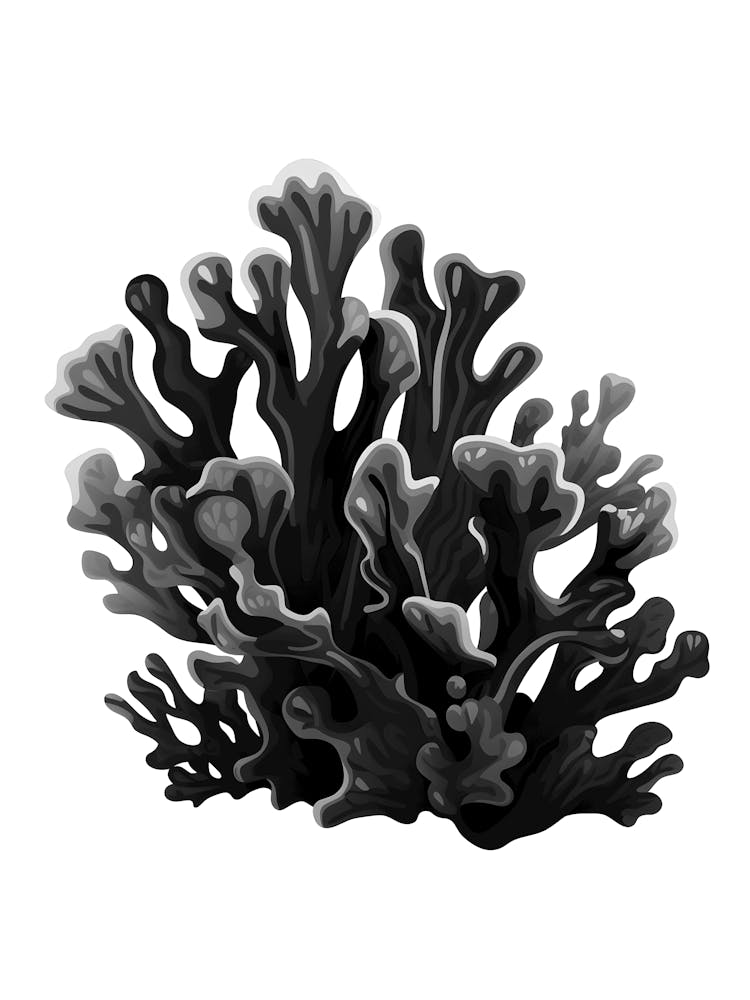 Black And White Coral