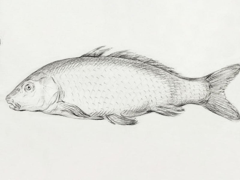 Fisch (1795), Jean Bernard