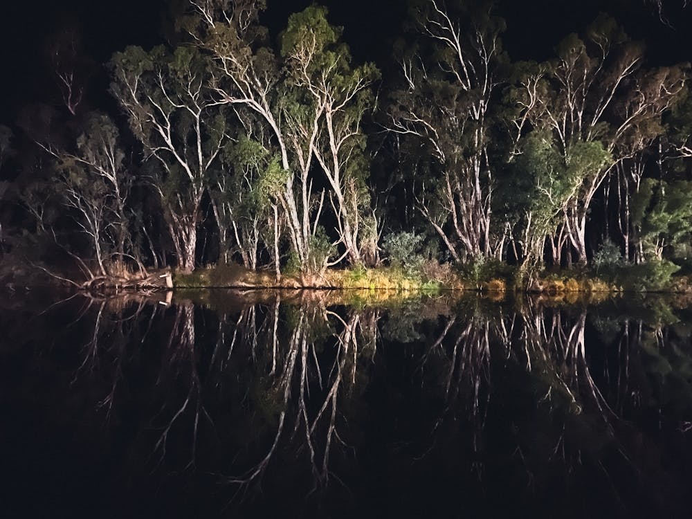 Nocturnal Forest At Night