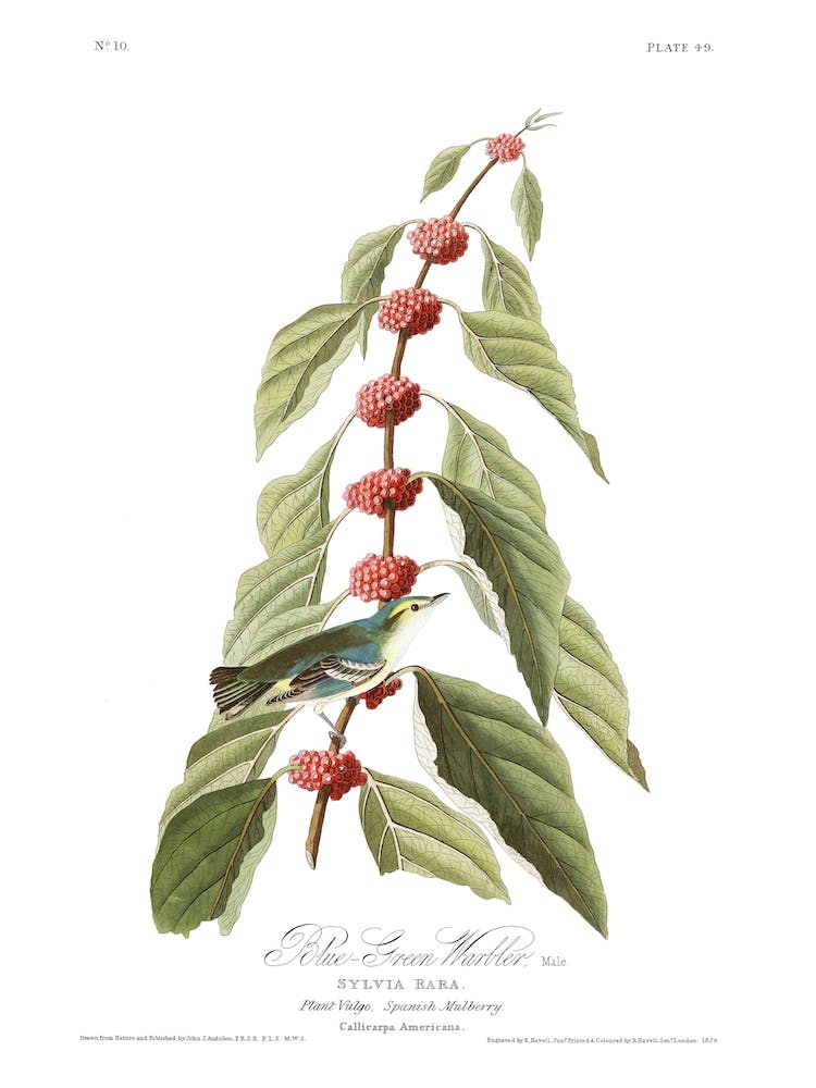 Blue Green Warbler
