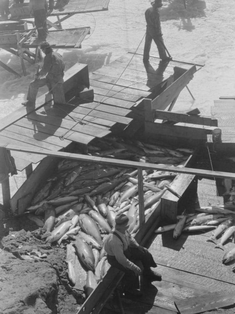 Indian Fishing For Salmon, Celilo Falls, Oregon, The Indians Sell To Commercial Canneries By Russell Lee