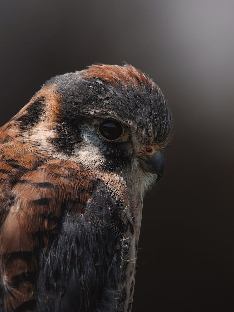 American Kestrel