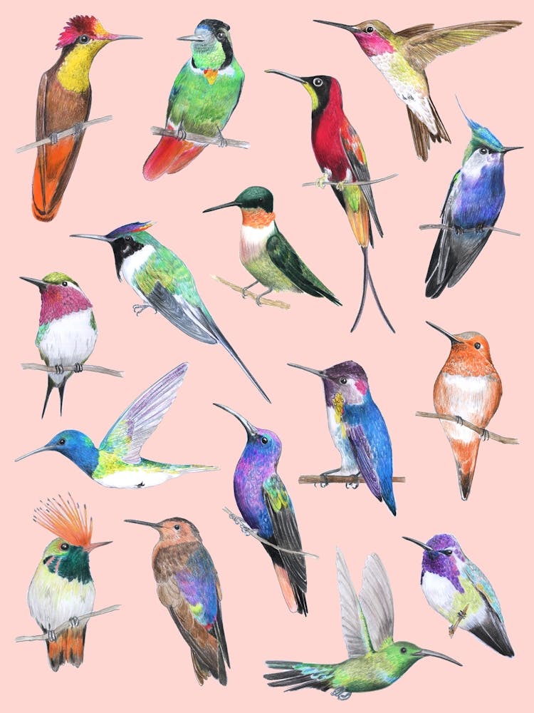 Hummingbirds On Pink