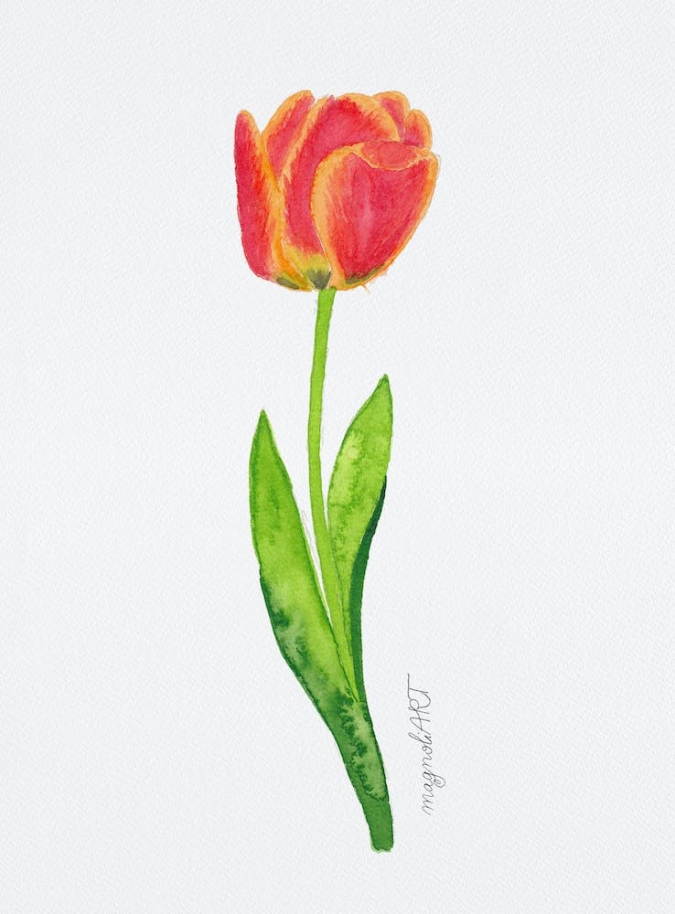 Tulpe5