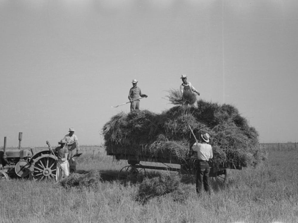 Harvesting Rice, Crowley, Louisiana By Russell Lee