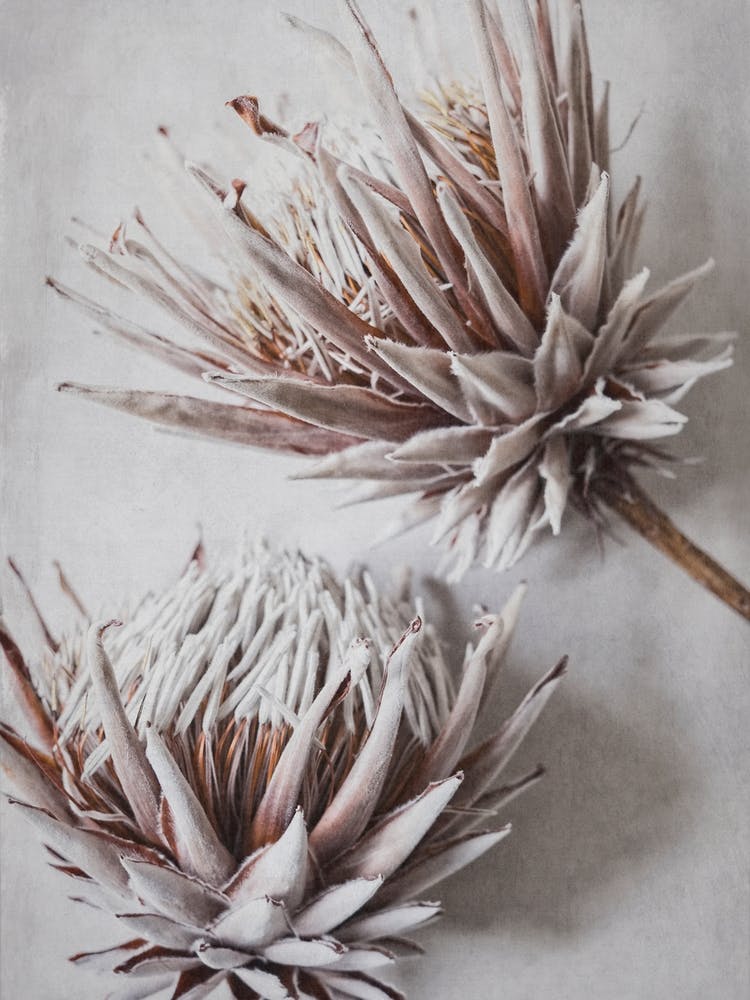 Dried King Protea Flowers