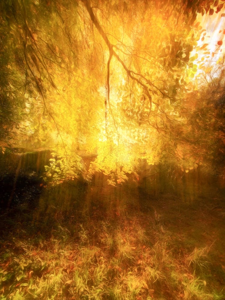 Autumn Glow