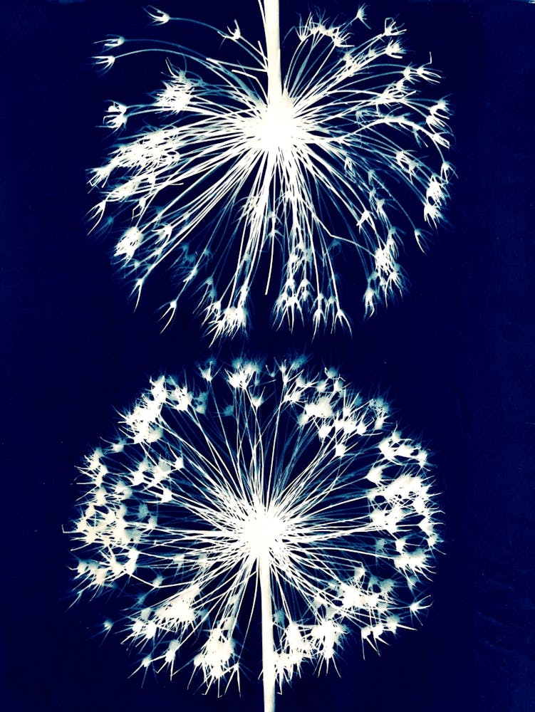 Allium seedhead cyanotype
