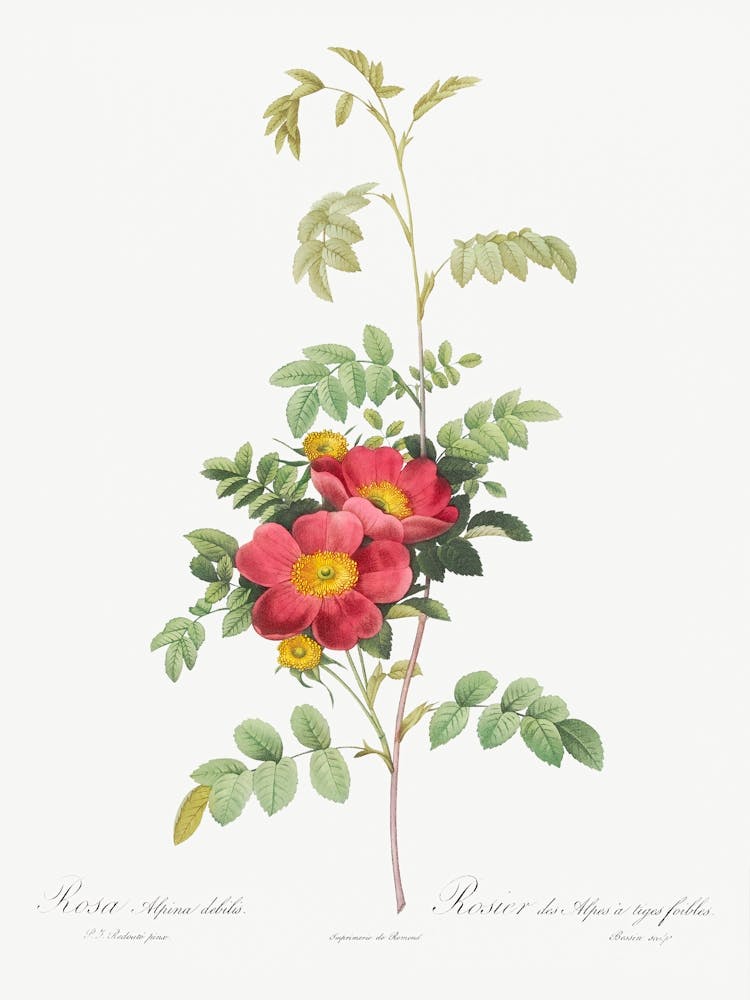 Alpine Rose, Pierre Joseph Redoute
