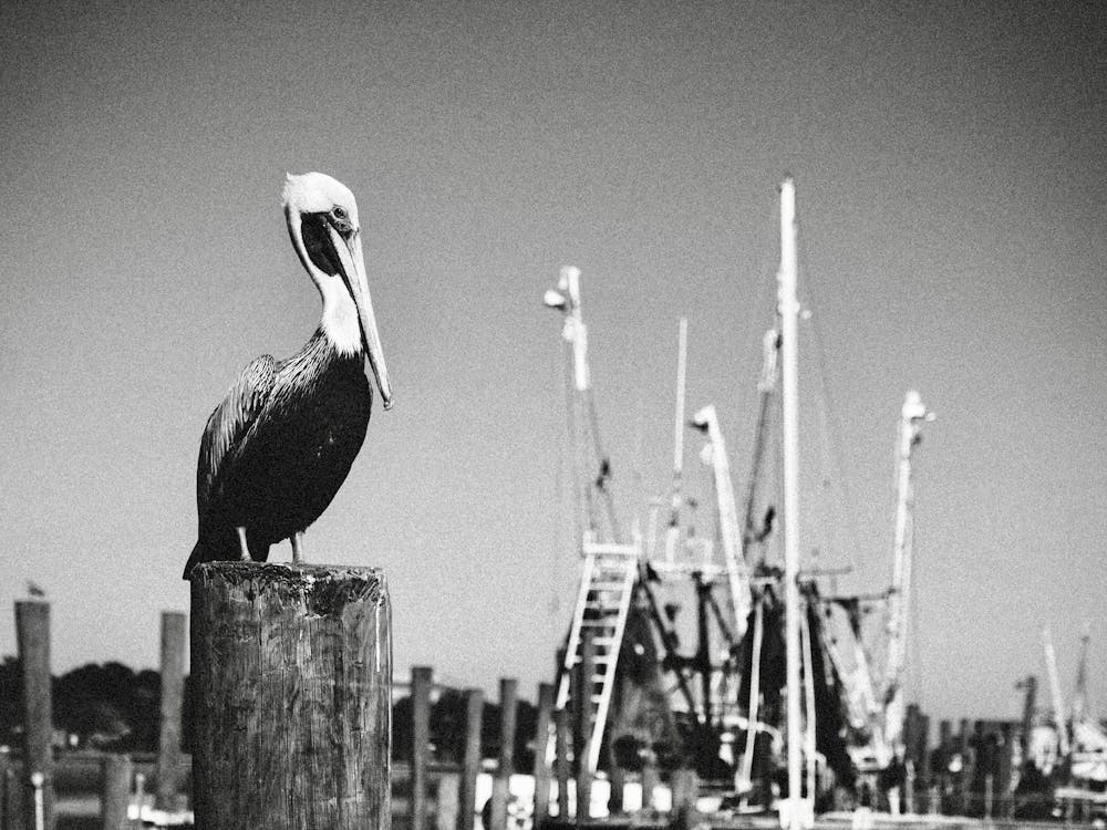 Pelican SC