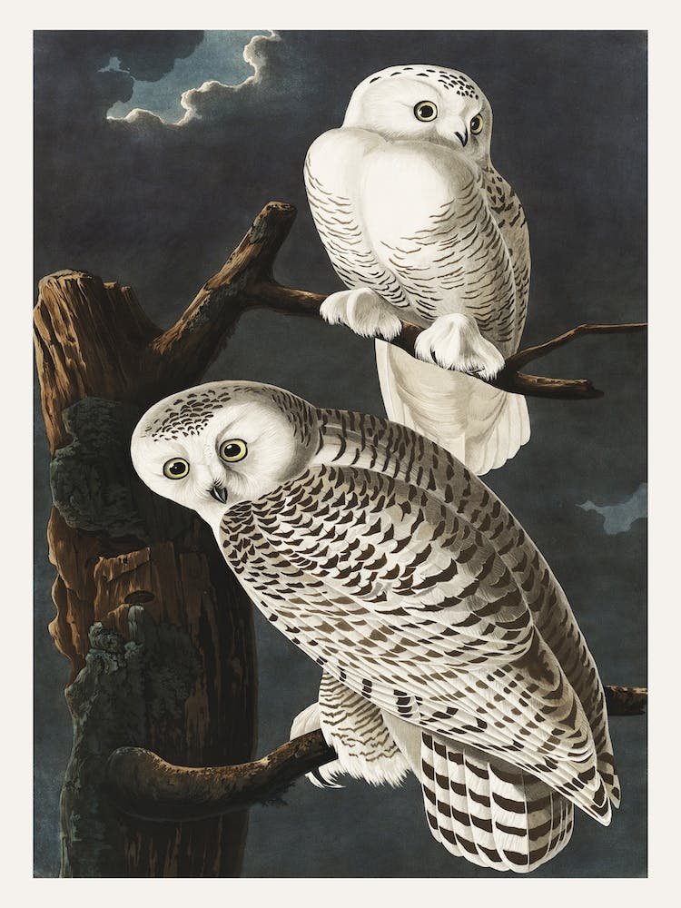 Snowy Owl, Birds Of America, John James Audubon