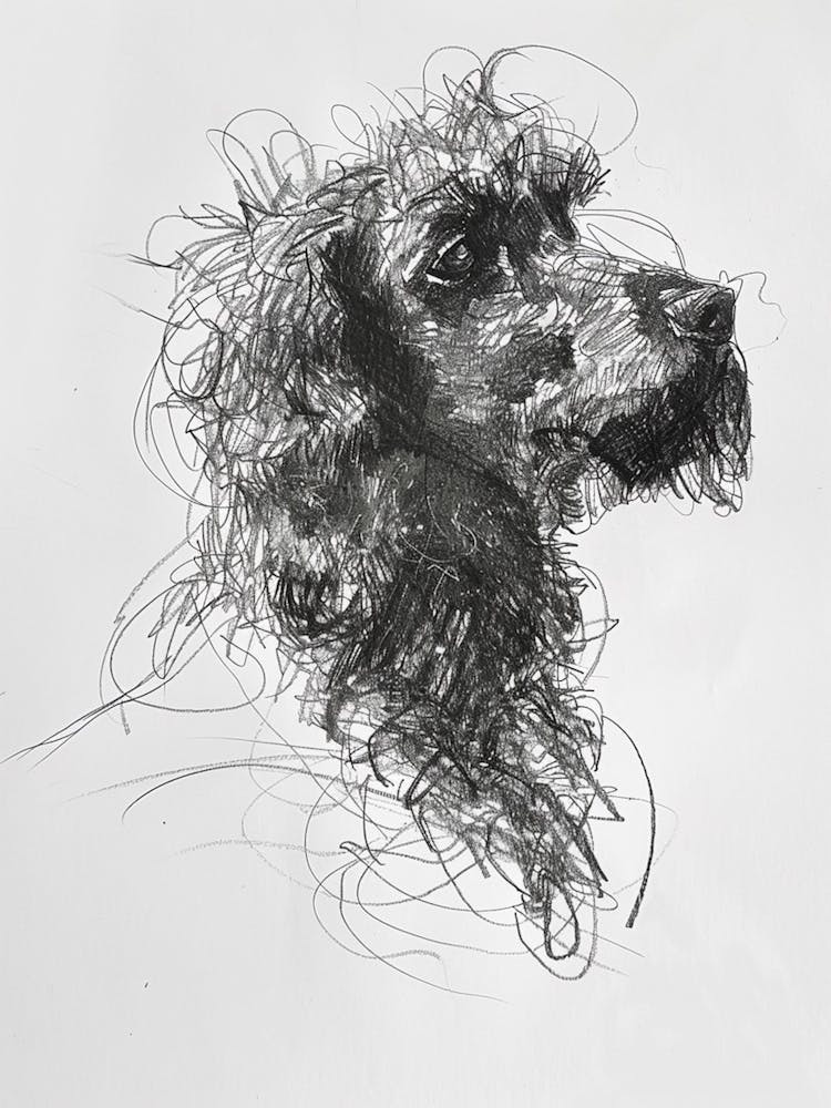 Irish Water Spaniel Dog Charcoal Line 2