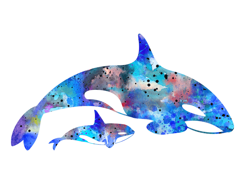 Orca Whales Watercolor