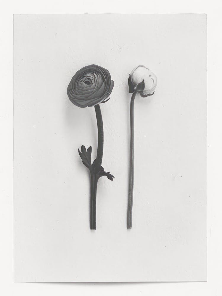 Ranunculus Flower Photo Collage 1
