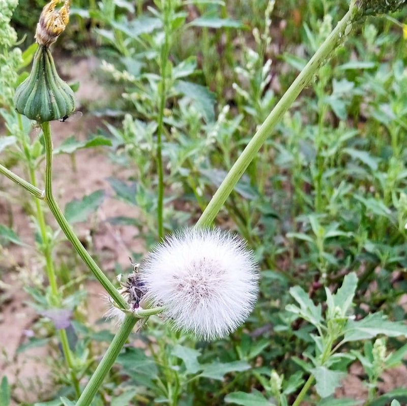 Rabbit grass