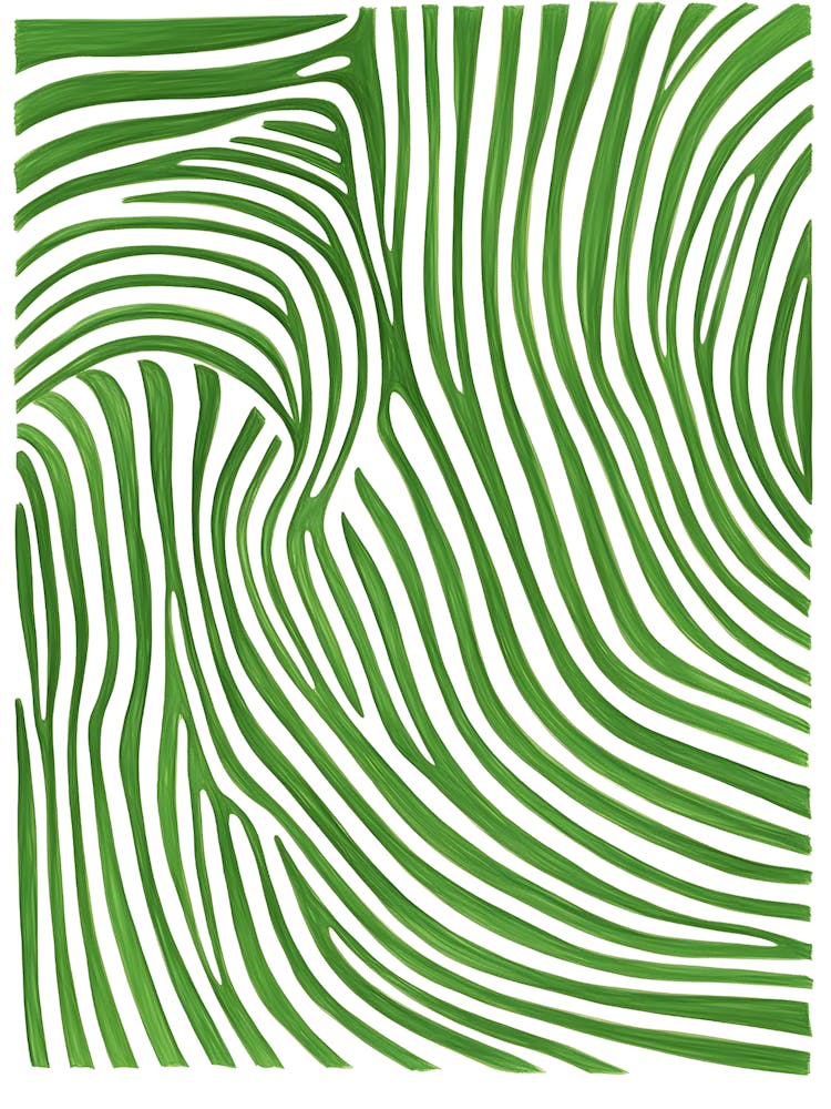 Zebra Stripes 2