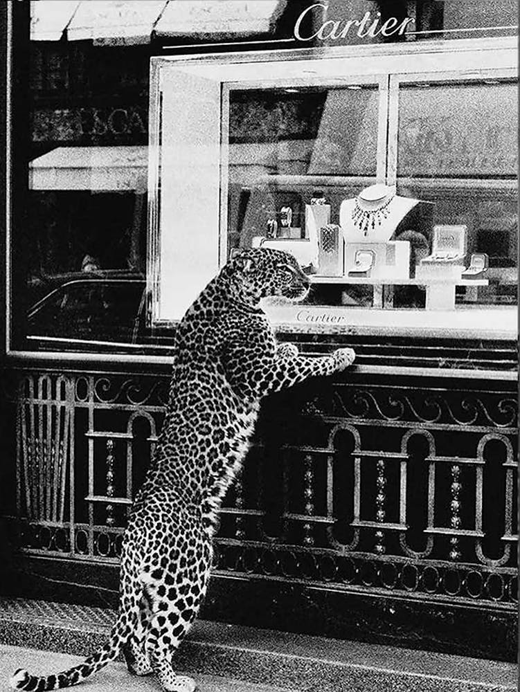 Vintage Photography Cheetah Print