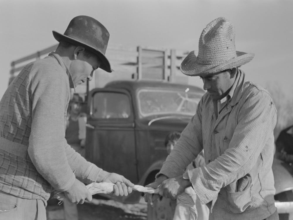 Mexican Labor Contractor And Worker Cutting Straw Ties Into Proper Length, Near Santa Maria, Texas By Russell Lee