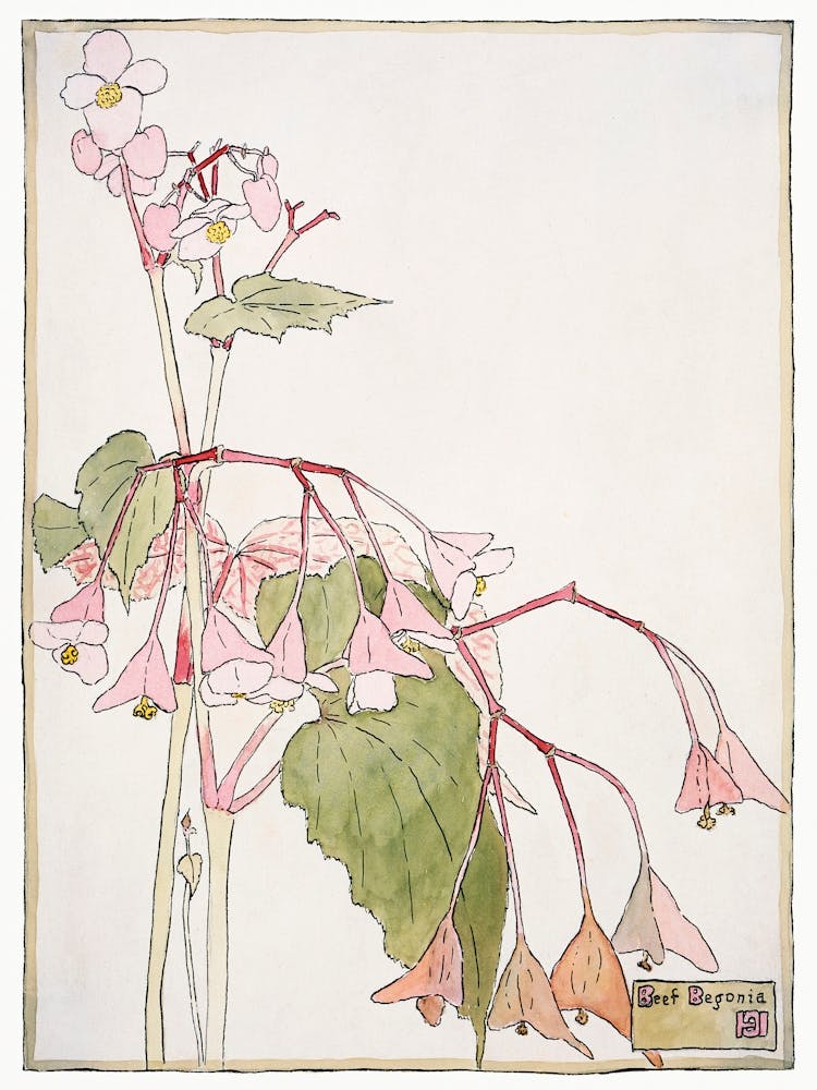 Beef Begonia (1915), Hannah Borger Overbeck