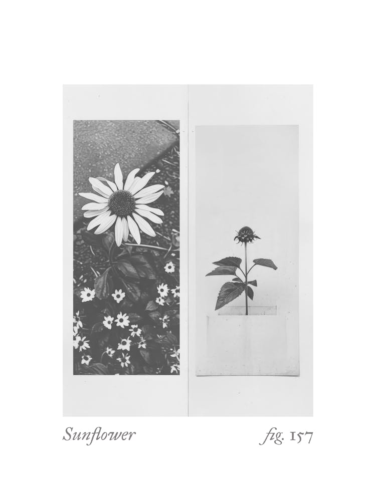 Sunflower Botanical Collage 4