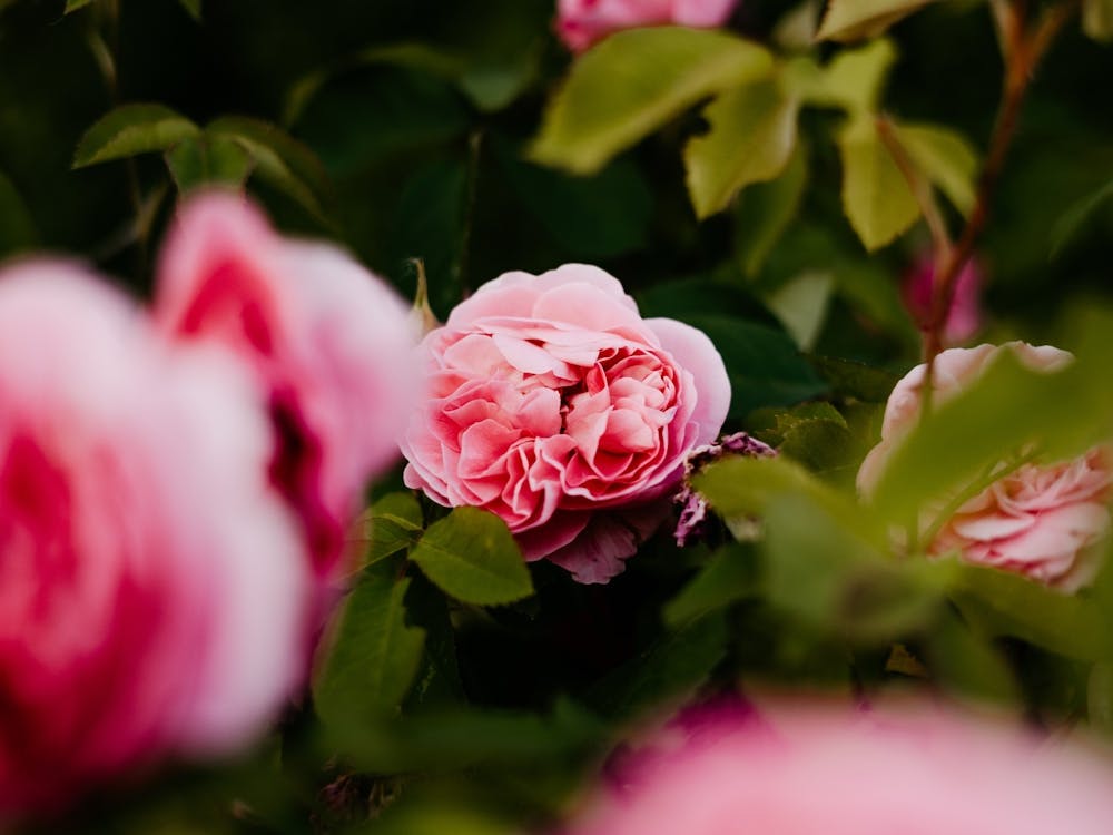 Beautiful pink roses blooming in the spring, Netherlands 1